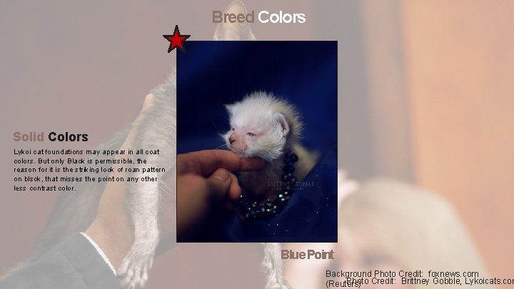 Breed Colors Solid Colors Lykoi cat foundations may appear in all coat colors. But