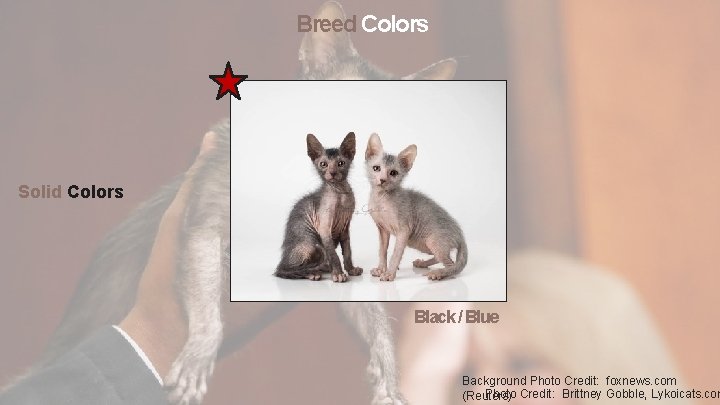 Breed Colors Solid Colors Black / Blue Background Photo Credit: foxnews. com Photo Credit: