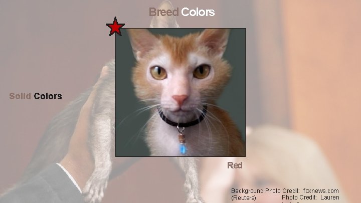 Breed Colors Solid Colors Red Background Photo Credit: foxnews. com Photo Credit: Lauren (Reuters)