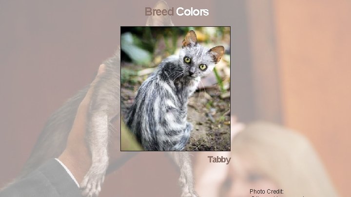 Breed Colors Tabby Photo Credit: 