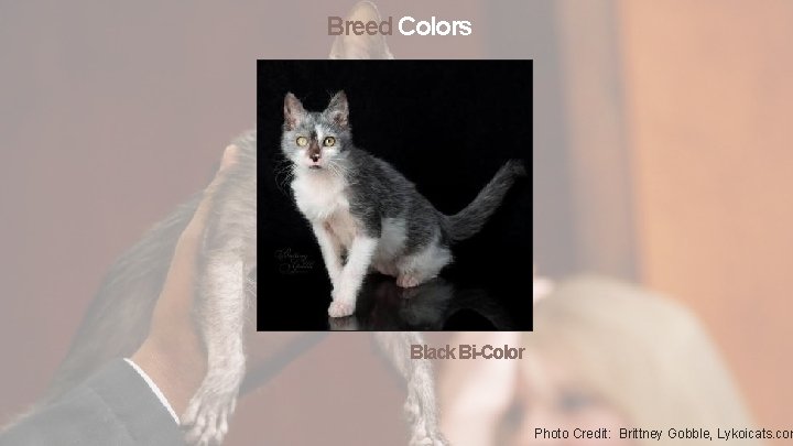 Breed Colors Black Bi-Color Photo Credit: Brittney Gobble, Lykoicats. com 