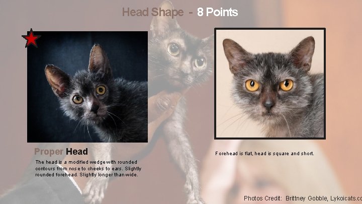 Head Shape - 8 Points Proper Head Forehead is flat, head is square and