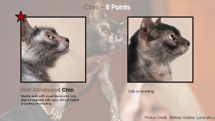 Chin - 8 Points Well-Developed Chin is receding. Muzzle ends with a well-developed chin,