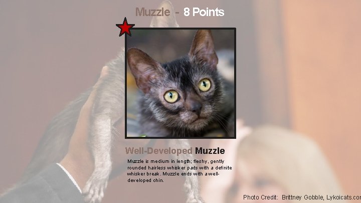 Muzzle - 8 Points Well-Developed Muzzle is medium in length; fleshy, gently rounded hairless