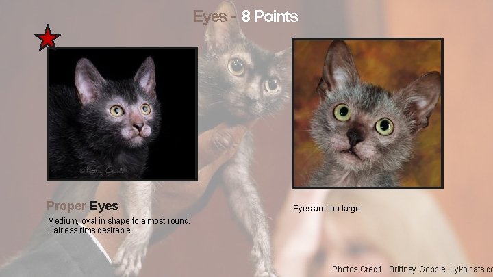 Eyes - 8 Points Proper Eyes are too large. Medium, oval in shape to