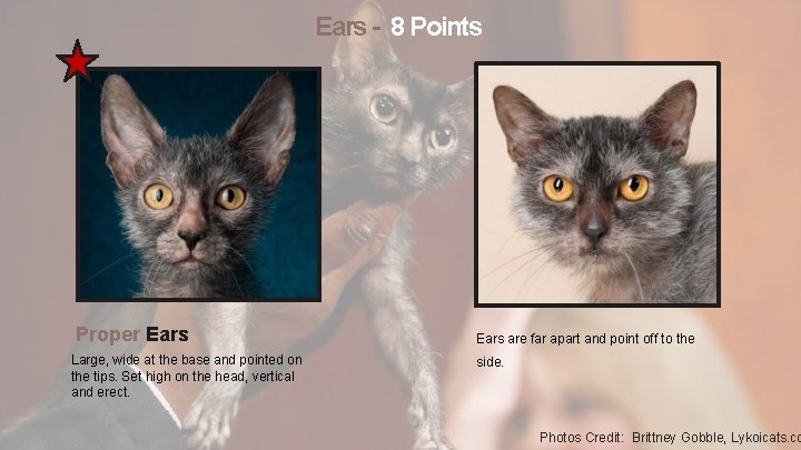 Ears - 8 Points Proper Ears Large, wide at the base and pointed on