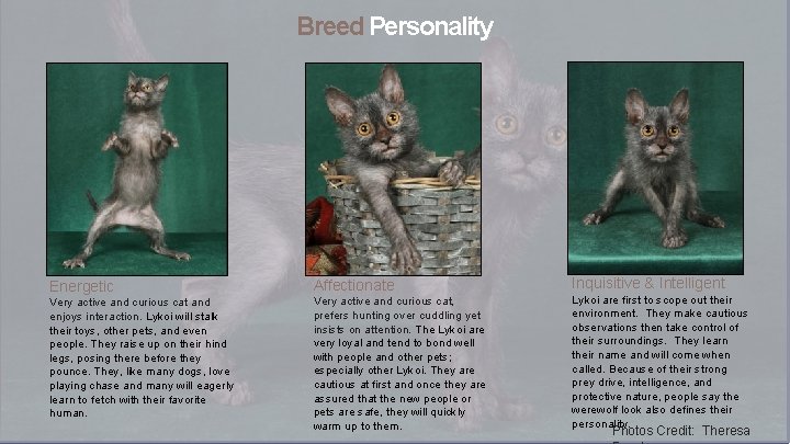 Breed Personality Energetic Very active and curious cat and enjoys interaction. Lykoi will stalk