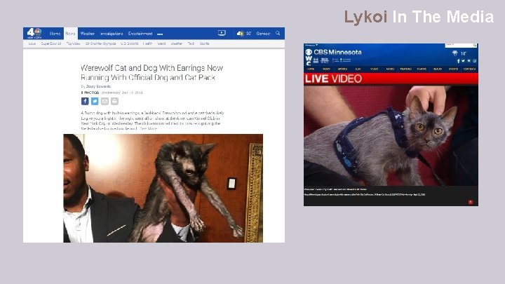 Lykoi In The Media 