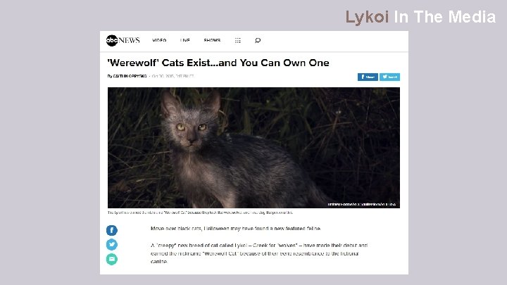 Lykoi In The Media 