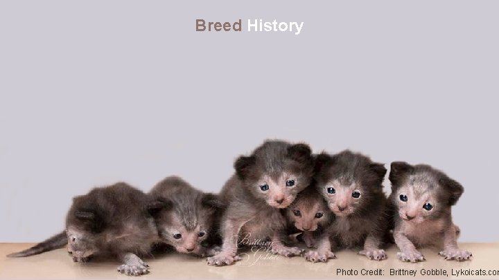 Breed History Photo Credit: Brittney Gobble, Lykoicats. com 