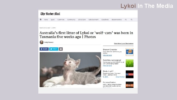 Lykoi In The Media 