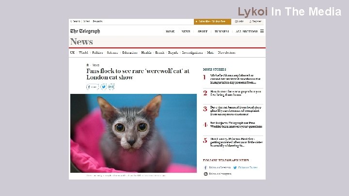 Lykoi In The Media 