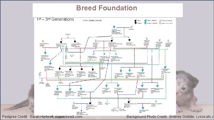 Breed Foundation 1 st – 3 rd Generations Vet exams & tests confirmed there