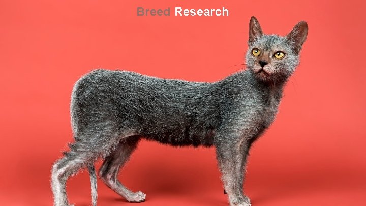 Breed Research 