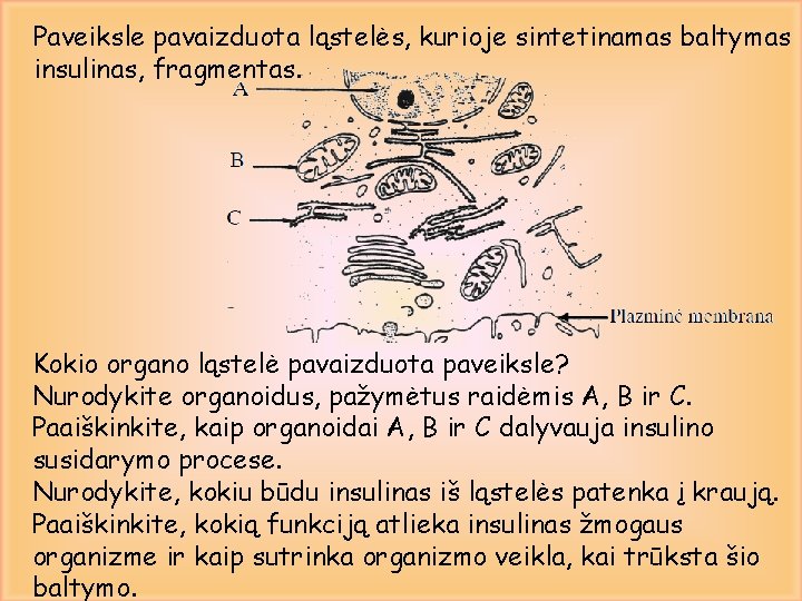 Paveiksle pavaizduota ląstelės, kurioje sintetinamas baltymas insulinas, fragmentas. Kokio organo ląstelė pavaizduota paveiksle? Nurodykite