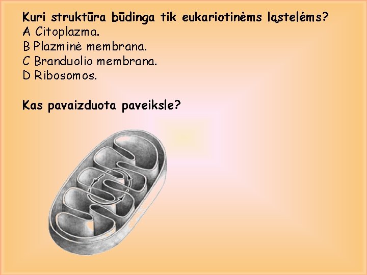 Kuri struktūra būdinga tik eukariotinėms ląstelėms? A Citoplazma. B Plazminė membrana. C Branduolio membrana.