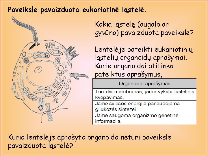 Paveiksle pavaizduota eukariotinė ląstelė. Kokia ląstelę (augalo ar gyvūno) pavaizduota paveiksle? Lentelėje pateikti eukariotinių