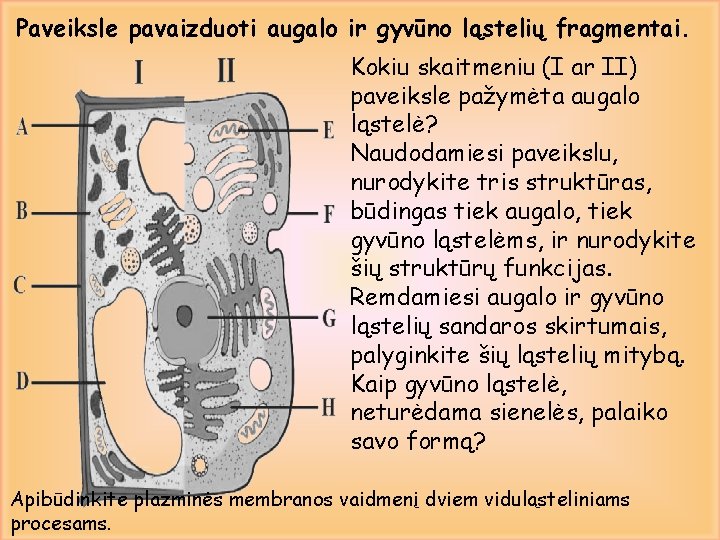 Paveiksle pavaizduoti augalo ir gyvūno ląstelių fragmentai. Kokiu skaitmeniu (I ar II) paveiksle pažymėta