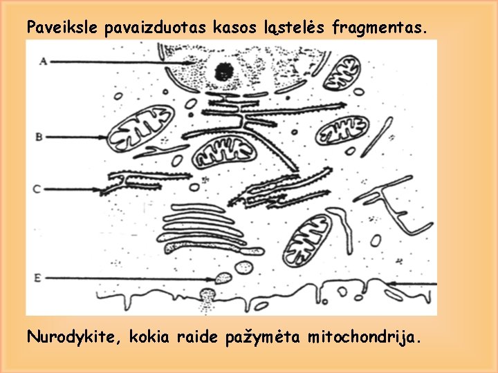 Paveiksle pavaizduotas kasos ląstelės fragmentas. Nurodykite, kokia raide pažymėta mitochondrija. 