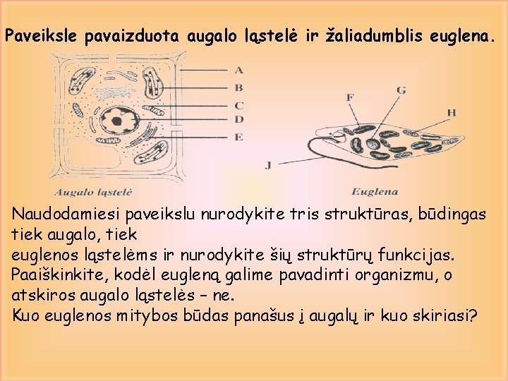 Paveiksle pavaizduota augalo ląstelė ir žaliadumblis euglena. Naudodamiesi paveikslu nurodykite tris struktūras, būdingas tiek