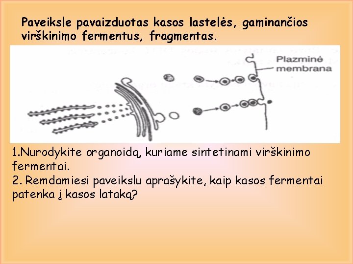 Paveiksle pavaizduotas kasos lastelės, gaminančios virškinimo fermentus, fragmentas. 1. Nurodykite organoidą, kuriame sintetinami virškinimo
