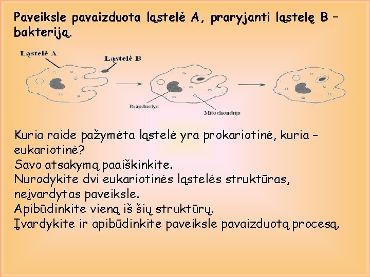 Paveiksle pavaizduota ląstelė A, praryjanti ląstelę B – bakteriją. Kuria raide pažymėta ląstelė yra