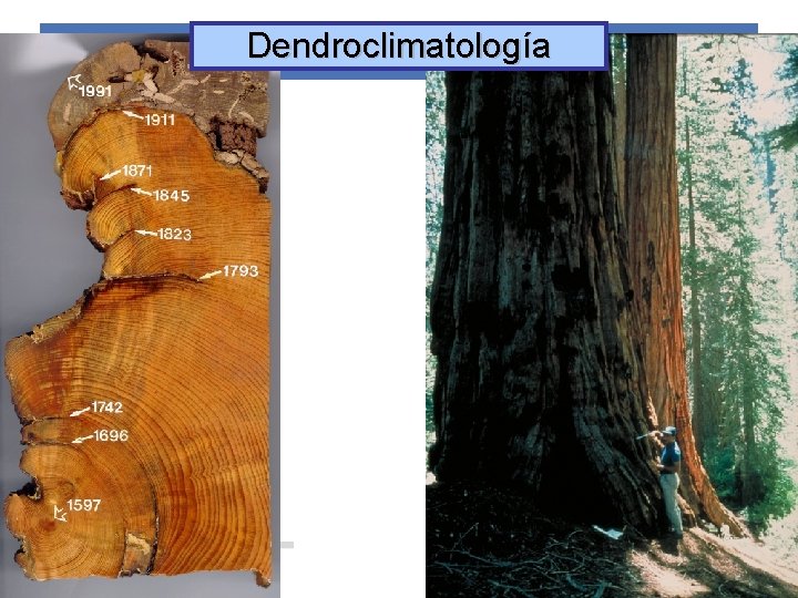 Dendroclimatología Observación. Fuentes de información 