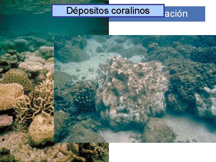 Dépositos coralinos Observación. Fuentes de información 