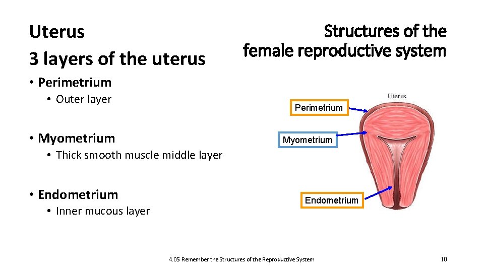 Uterus 3 layers of the uterus Structures of the female reproductive system • Perimetrium