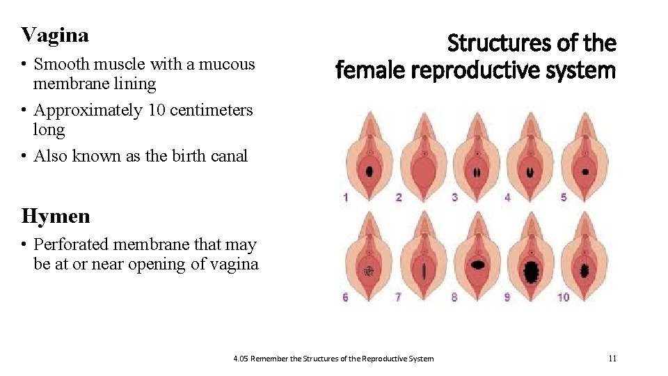 Vagina • Smooth muscle with a mucous membrane lining • Approximately 10 centimeters long