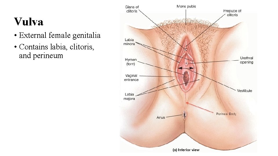 Vulva • External female genitalia • Contains labia, clitoris, and perineum Structures of the