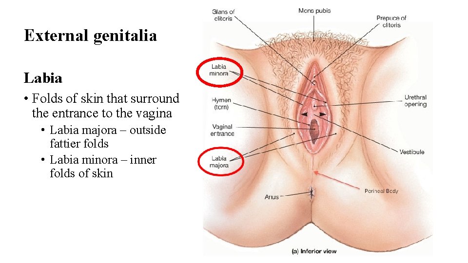 External genitalia Structures of the female reproductive system Labia • Folds of skin that