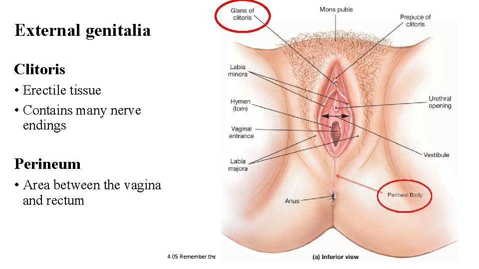 External genitalia Clitoris Structures of the female reproductive system • Erectile tissue • Contains