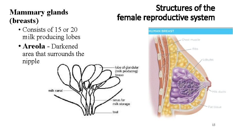 Mammary glands (breasts) Structures of the female reproductive system • Consists of 15 or
