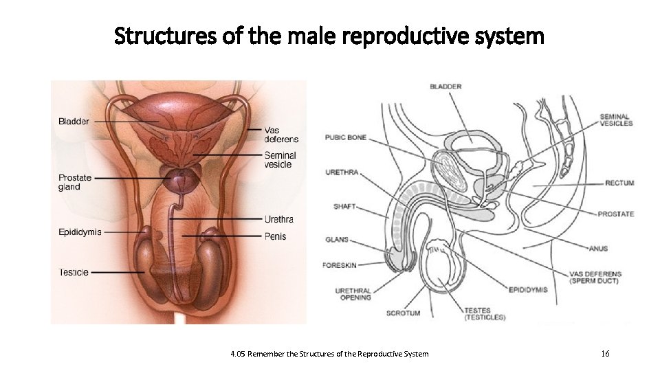 Structures of the male reproductive system 4. 05 Remember the Structures of the Reproductive