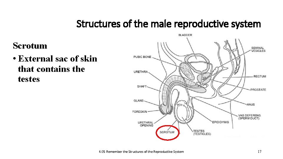 Structures of the male reproductive system Scrotum • External sac of skin that contains
