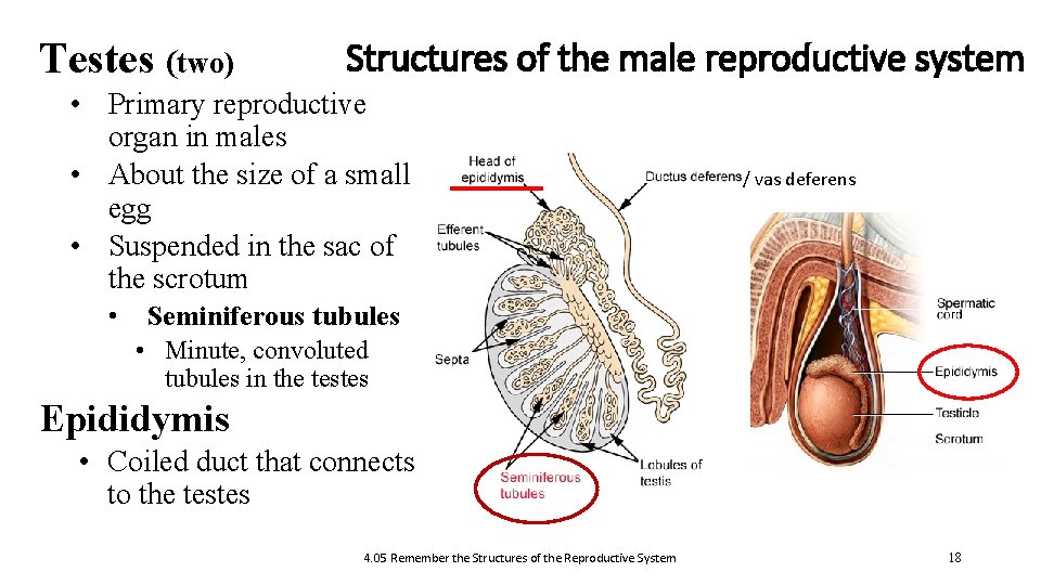 Testes (two) Structures of the male reproductive system • Primary reproductive organ in males