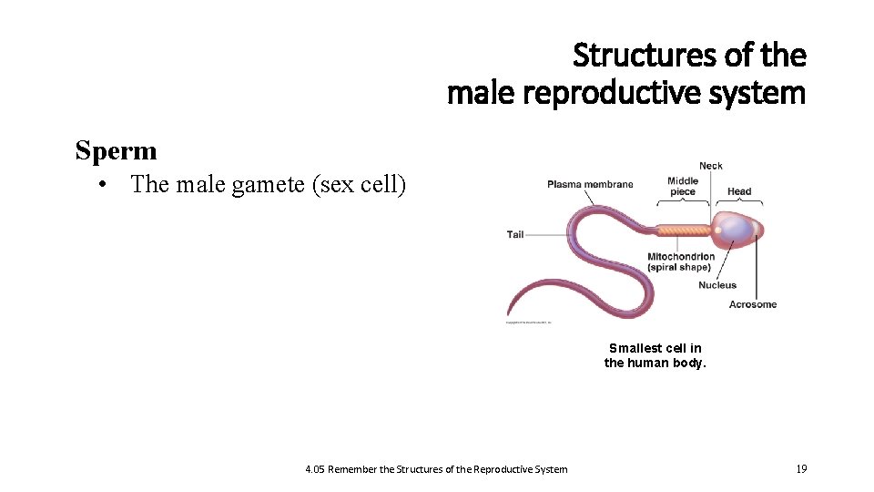 Structures of the male reproductive system Sperm • The male gamete (sex cell) Smallest