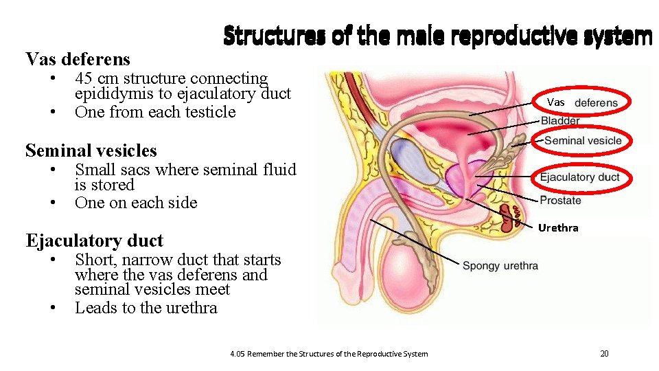 Vas deferens • • Structures of the male reproductive system 45 cm structure connecting