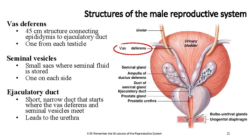 Structures of the male reproductive system Vas deferens • • 45 cm structure connecting