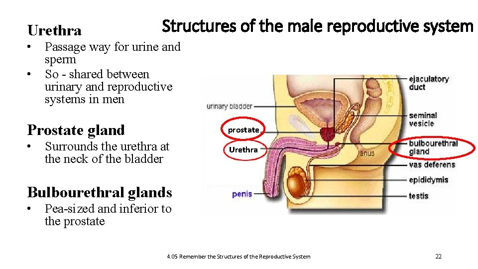 Urethra • • Structures of the male reproductive system Passage way for urine and