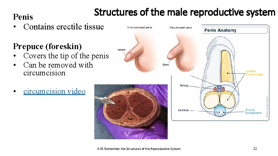 Structures of the male reproductive system Penis • Contains erectile tissue Prepuce (foreskin) •