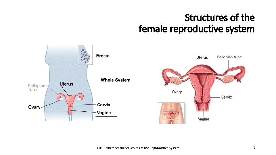 Structures of the female reproductive system 4. 05 Remember the Structures of the Reproductive