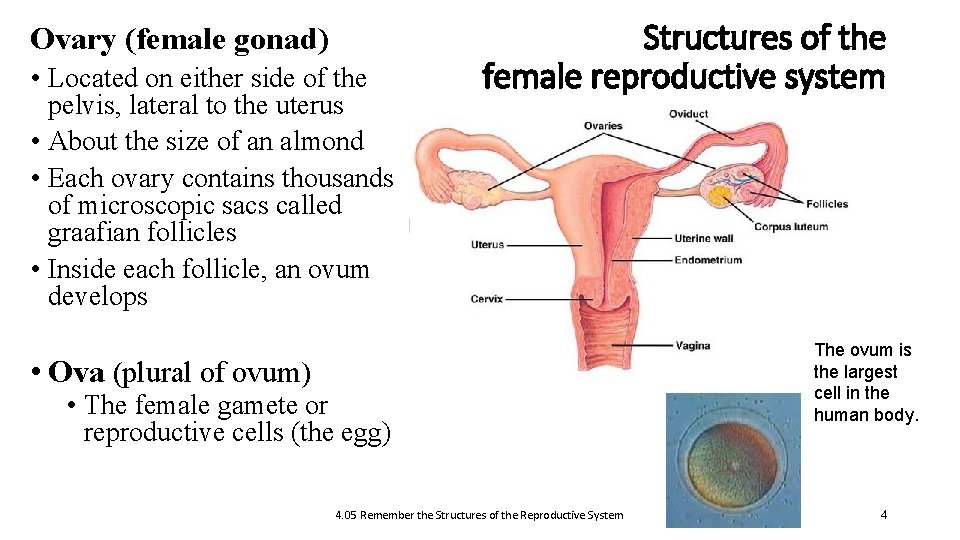 Ovary (female gonad) • Located on either side of the pelvis, lateral to the