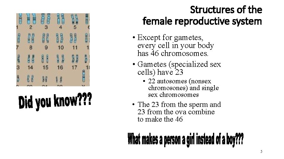 Structures of the female reproductive system • Except for gametes, every cell in your