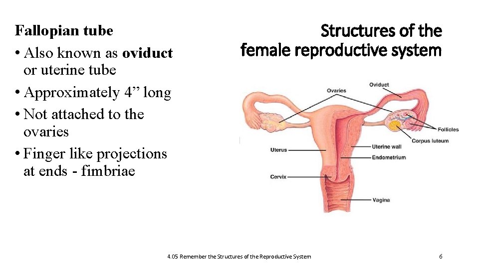 Fallopian tube • Also known as oviduct or uterine tube • Approximately 4” long