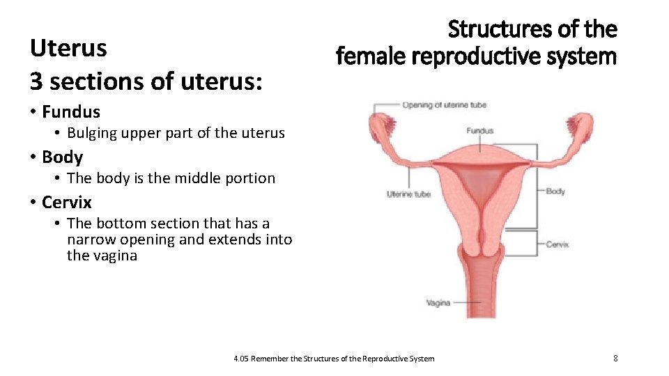 Uterus 3 sections of uterus: Structures of the female reproductive system • Fundus •