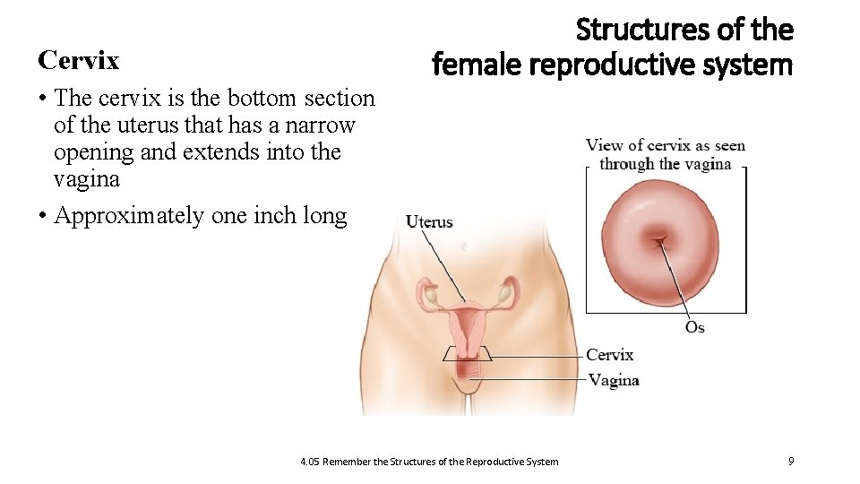 Cervix • The cervix is the bottom section of the uterus that has a
