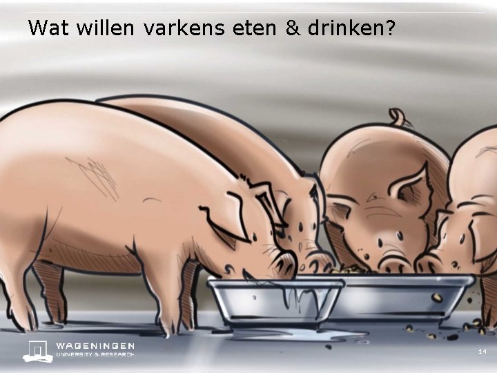 Wat willen varkens eten & drinken? 14 