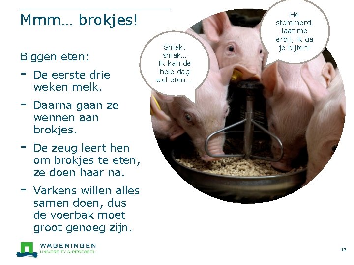 Mmm… brokjes! Biggen eten: - De eerste drie weken melk. - Daarna gaan ze